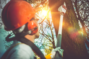 Tree professional cutting a tree limb